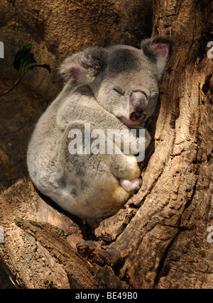 Koala (Phascolarctos Cinereus) im Eukalyptus-Baum (Eukalyptus), Queensland, Australien Stockfoto