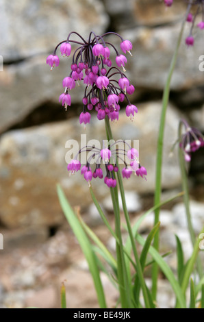 Nickte rosarote Zwiebel, Wilde Zwiebel, Lady's Leek, Allium cernuum, Alliaceae. Nordamerika Stockfoto