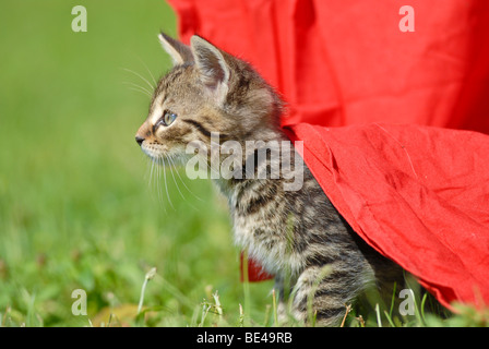 Hauskatze, Katze, versteckt unter einer Abdeckung im freien Stockfoto