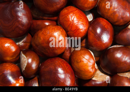 Conkers oder Rosskastanie Aesculus Hippocastanum Samen UK Herbst Stockfoto