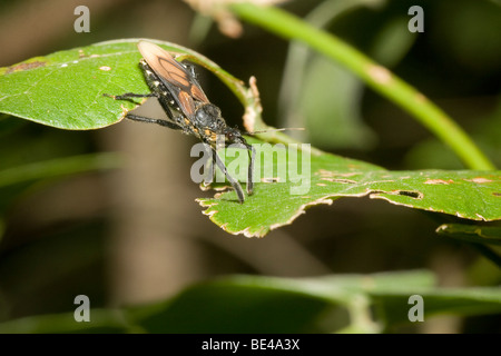 Tropischen Assassin Bug, Ordnung Hemiptera Familie Reduviidae, unterwegs. Fotografiert in Costa Rica. Stockfoto