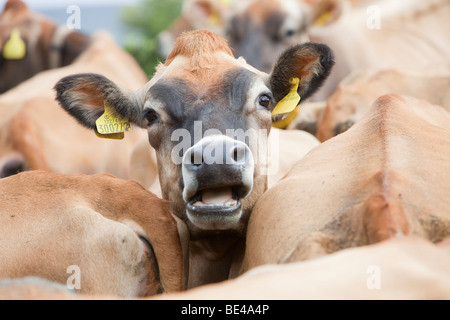 Jersey Kühe auf einem Bauernhof in den Yorkshire Dales in der Nähe von Bainbridge, UK. Stockfoto