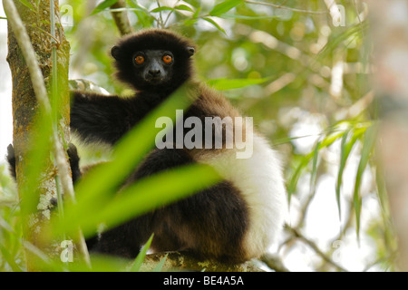 Milne-Edwards sifaka Stockfoto