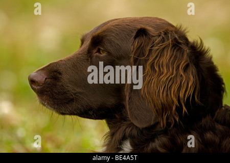 Hund - kleiner Munsterlander (Kleiner Munsterlander) - Porträt-Wisconsin Stockfoto