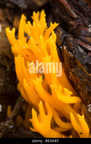 Gelbe Geweih oder Stagshorn, Pilz, Calocera Viscosa, wächst aus einem Protokoll auf Waldboden. Stockfoto