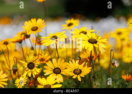 Gelben Fallschirm Margeriten (Ursinia Cakilefolia). Stockfoto