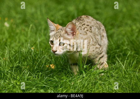 Savannah-Katze, die kriecht durch den Rasen Stockfoto