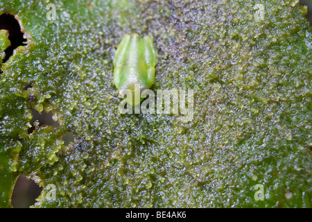 Stachelige Cochran "Glas Frosch" (Cochranella Spinosa). Glas-Frösche haben durchscheinende Fruchtfleisch, die ihre inneren Organe sichtbar lässt. Stockfoto