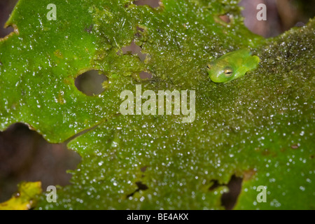 Stachelige Cochran "Glas Frosch" (Cochranella Spinosa). Glas-Frösche haben durchscheinende Fruchtfleisch, die ihre inneren Organe sichtbar lässt. Stockfoto