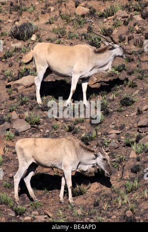 Gemeinsame Eland Tauro Oryx-Antilopen In den Drakensbergen, Südafrika Stockfoto