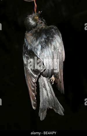 Eine tote afrikanische Gabel-tailed Drongo Dicrurus Adsimilis hängen In ein Zulu Hütte draußen Mkuze Game Reserve, Südafrika Stockfoto