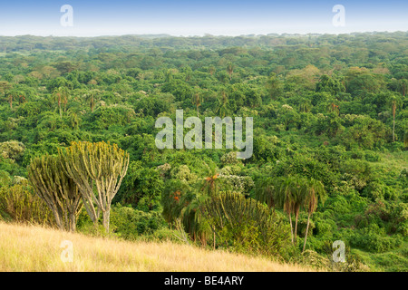 Blick über den Kitabule Sumpf Wald am Pelican Point in Queen Elizabeth National Park im Westen Ugandas. Stockfoto