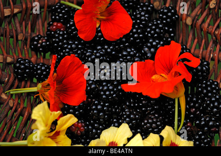 Brombeeren (Rubus Fruticosus) und Blüten der Kapuzinerkresse (Tropaeolum Majus) in einem Korb Stockfoto