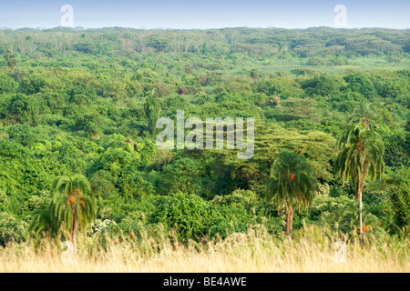 Blick über den Kitabule Sumpf Wald am Pelican Point in Queen Elizabeth National Park im Westen Ugandas. Stockfoto