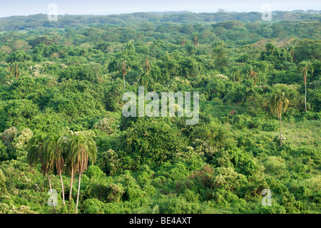 Blick über den Kitabule Sumpf Wald am Pelican Point in Queen Elizabeth National Park im Westen Ugandas. Stockfoto