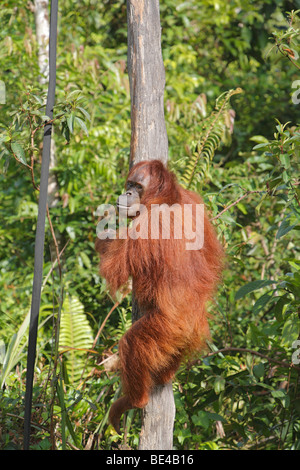 Bornean Orang-Utans (Pongo Pygmaeus), Samboja Lestari, Ost-Kalimantan, Borneo, Indonesien Stockfoto