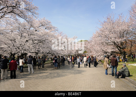 Berühmte Kirsche Blüte, Kirsche Kirschblütenfest im Botanischen Garten in Kyoto, Japan, Asien Stockfoto