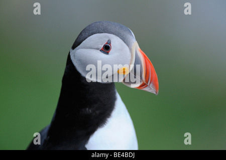Papageitaucher (Fratercula Arctica), portrait Stockfoto