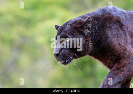 Black Panther (Panthera Pardus). Schwarze Farbe Phase des Leoparden, zu Fuß Stockfoto