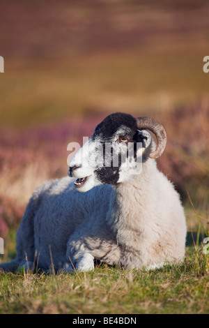 Ein Schaf, das Essen in der Nähe von Heide in den North York Moors National Park, North Yorkshire, England, Vereinigtes Königreich Stockfoto