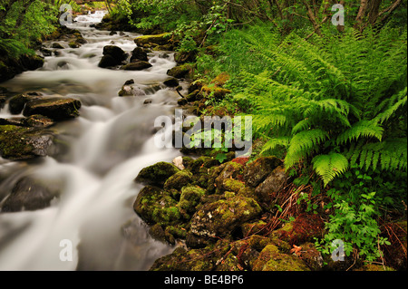 Kleiner Fluss, Farne in den Vordergrund, Geiranger, Norwegen, Skandinavien, Europa Stockfoto