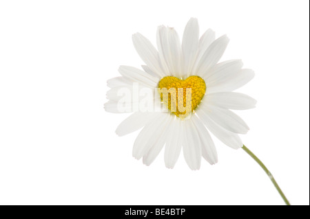 Daisy (Leucanthemum) mit Scheibe Blumen in Herzform Stockfoto