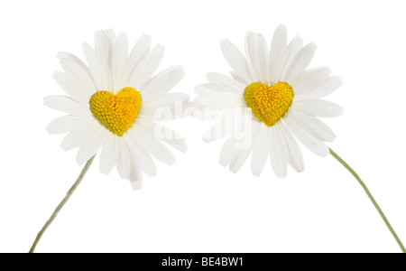 Margeriten (Leucanthemum) mit Scheibe Blumen in Herzform Stockfoto