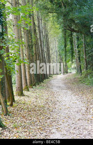 Weg durch eine Alleebäume Stockfoto