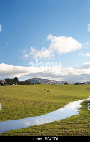 Schafe und nassen Ackerland, Richtung Süden, South Otago, Südinsel, Neuseeland Stockfoto