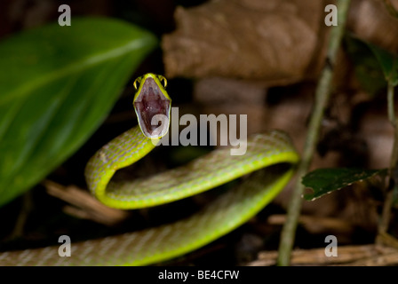 Lora Snake, Green Parrot Schlange (Leptophis Ahaetulla) in Verteidigungsstellung, Tenorio Vulkan-Nationalpark, Costa Rica. Stockfoto