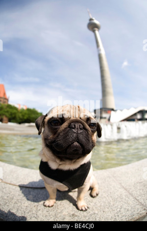 Ein junger Mops posiert auf den Brunnen der Freundschaft zwischen den Völkern vor dem Berliner Fernsehturm, fisheye Schuss, Berlin, Stockfoto