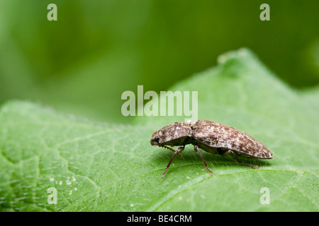 Klicken Sie auf Käfer (Elateridae) Stockfoto