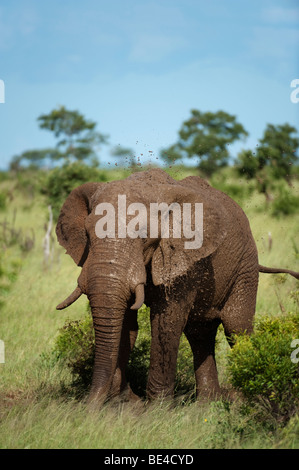 Afrikanische Elefanten haben ein Schlammbad (Loxodonta Africana Africana), Krüger Nationalpark, Südafrika Stockfoto