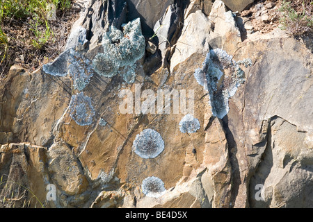 Flechten auf Felsen Stockfoto