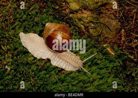 Roman Snail Schnecken Schnecke, essbare Schnecke (Helix Pomatia) auf Moos. Stockfoto