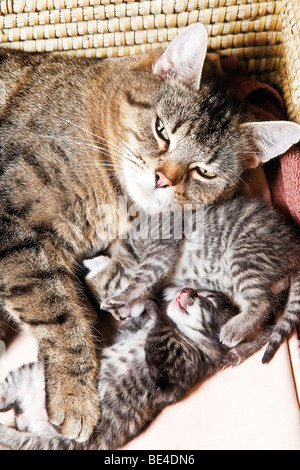 Katze mit Kätzchen, 5 Tage alt Stockfoto