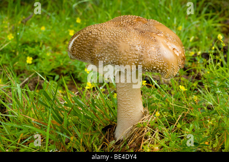 Das Rouge, Amanita Rubescens, Fliegenpilz. Die gelben Blüten im Hintergrund sind Blutwurz. Stockfoto