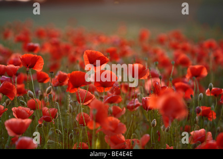 Mohn (Papaver Rhoeas), Feld, Wiese Stockfoto
