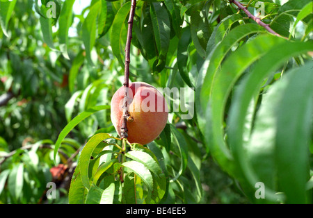 Ein Pfirsich auf einem Pfirsich Baum. Stockfoto