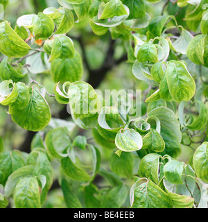 Blühende Hartriegel Cornus Florida Baum - Fine Art Fotografie Jane Ann Butler Fotografie JABP588 Stockfoto