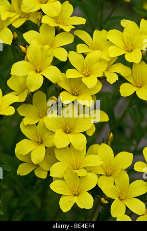 Goldenen Flachs (Linum Flavum) Stockfoto