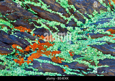 Nahaufnahme von bunten Flechten. Merced Flechten Felder, Kalifornien Stockfoto