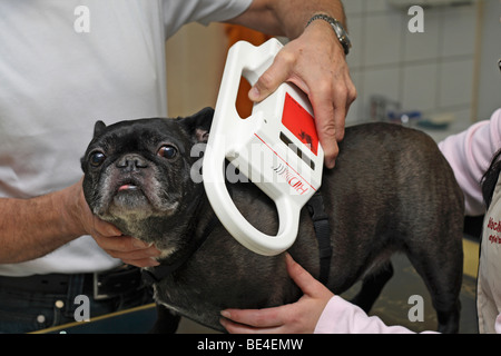 Französische Bulldogge an den Tierarzt, Mikrochip-Lesegerät Stockfoto