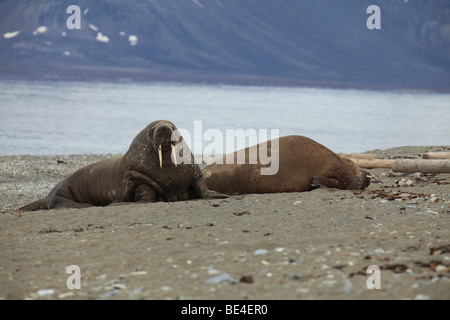 Walross Forland Sound, Svalbard Stockfoto