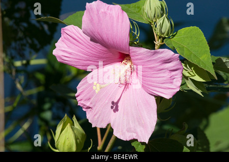 Ein rosa Sumpf Eibisch Hibiscus Moscheutos Schuss Nahaufnahme Closeup. Stockfoto