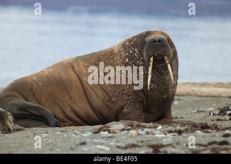 Walross Forland Sound, Svalbard Stockfoto