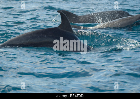 Der Große Tümmler (Tursiops Truncatus) Stockfoto