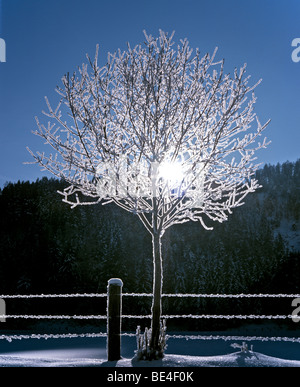 Gefrorene Hintergrundbeleuchtung Baum, Raureif, Wintersonne Stockfoto