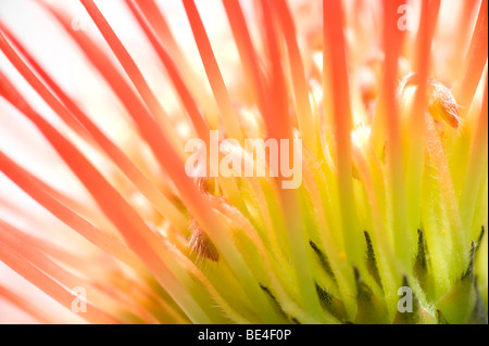 abstrakter Stil Blume Stockfoto