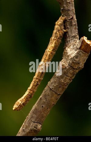 Geometride Motte Larve - Common Name Raupe - Oregon - USA - Familie Geometridae - sieht aus wie Zweig Stockfoto